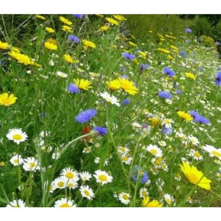 100% Native Wild Flower Mix 100g